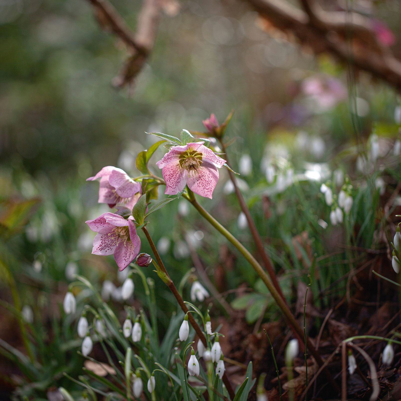 A remote Welsh garden full of inspiration for early spring planting